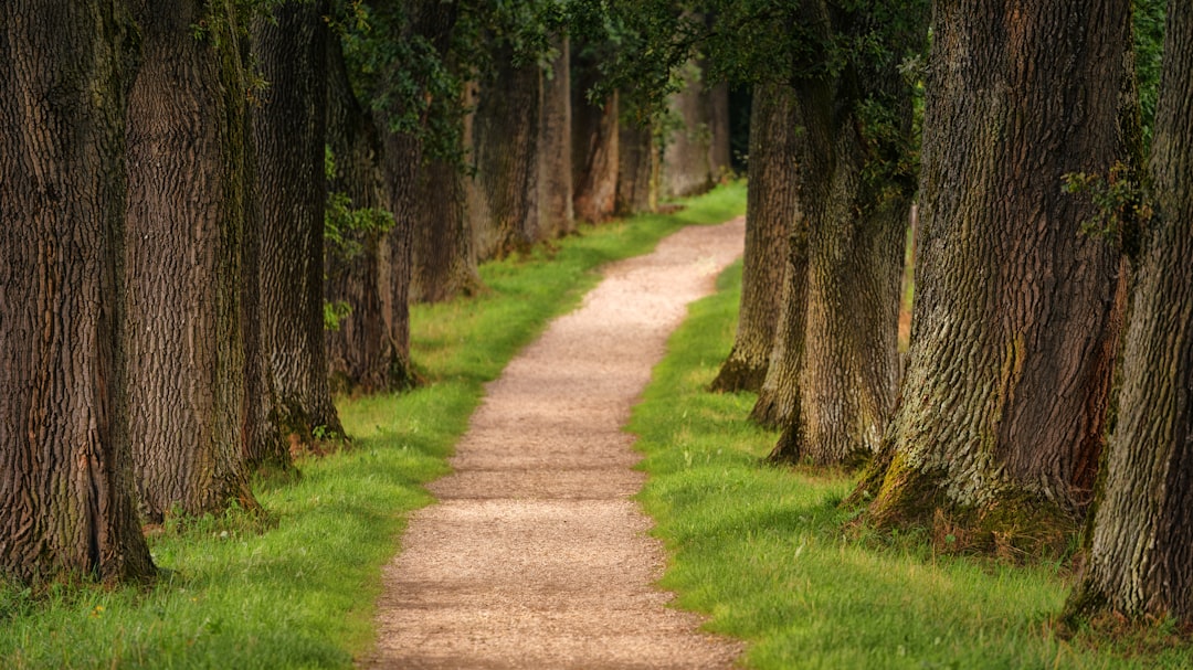 Photo 1 Angel wings 2 Pathway