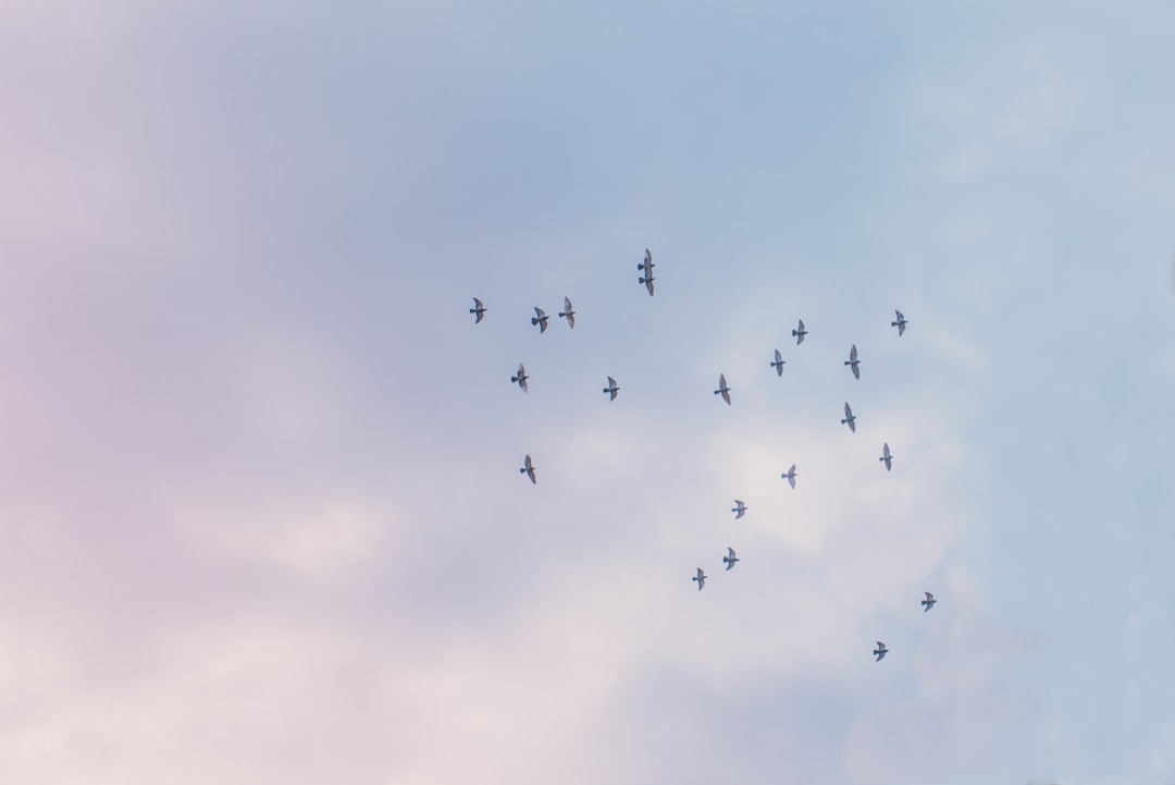 Photo Dove, clouds